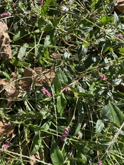 Persicaria longiseta
