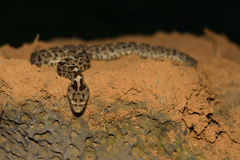 Crotalus aquilus