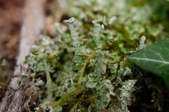 Cladonia