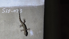 Gekko monarchus