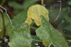 Oxyopes