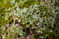 Cladonia