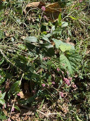 Persicaria longiseta