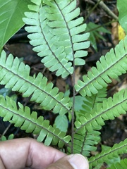 Adiantum pulverulentum