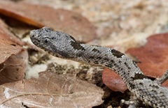 Crotalus lepidus