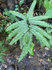 Adiantum pulverulentum