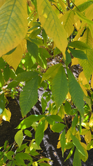 Aesculus parviflora