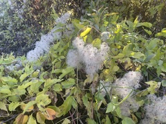 Clematis ligusticifolia