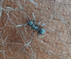 Myrmhopla