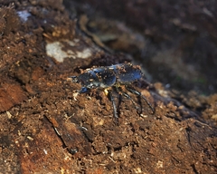 Apterodorcus bacchus