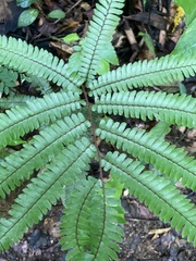 Adiantum pulverulentum