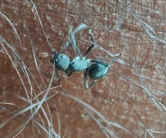 Myrmhopla