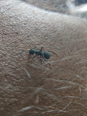Myrmhopla