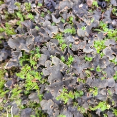 Peltigera evansiana