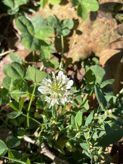 Trifolium repens