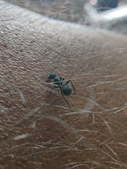 Myrmhopla