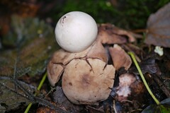 Geastrum triplex