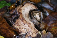 Geastrum triplex