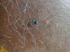 Myrmhopla