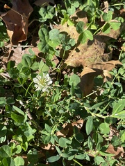 Trifolium repens