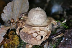 Geastrum triplex