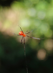 Argyrodes