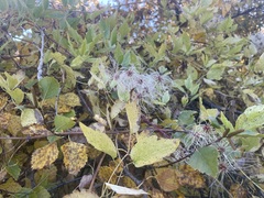 Clematis ligusticifolia