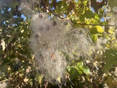 Clematis ligusticifolia