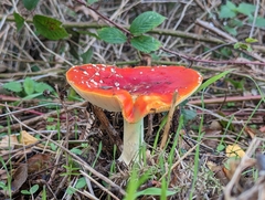 Amanita muscaria