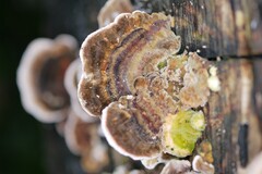 Trametes versicolor