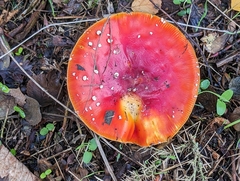 Amanita muscaria