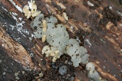 Myxarium nucleatum