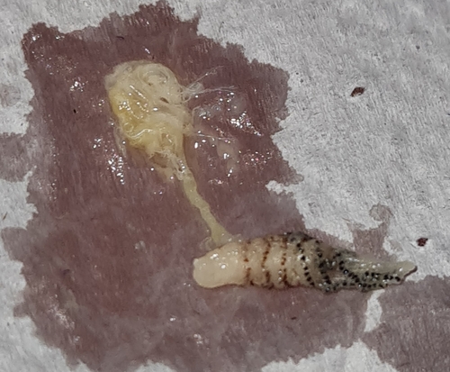 Human botfly
