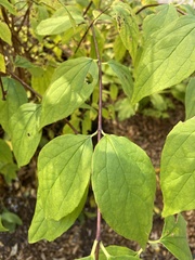 Philadelphus coronarius