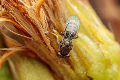 Pteromalus