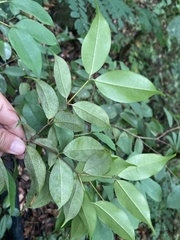 Calyptranthes sintenisii