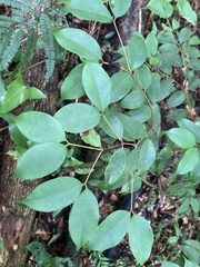 Calyptranthes sintenisii