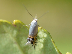 Leucoptera