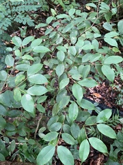 Calyptranthes sintenisii