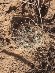 Coryphantha delicata