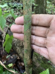 Calyptranthes sintenisii