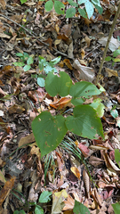 Dioscorea villosa