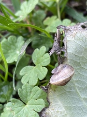 Hygromia cinctella