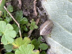 Hygromia cinctella