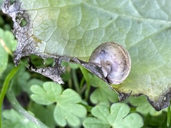 Hygromia cinctella