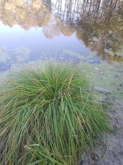 Carex paniculata