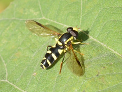 Xanthogramma