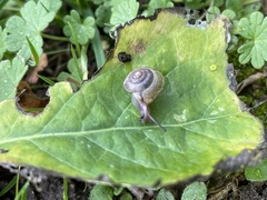Hygromia cinctella