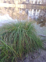 Carex paniculata