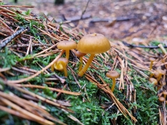 Hygrocybe ceracea